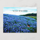 Search for texas bluebonnet postcards Floral
