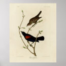 Recherche de aile rouge posters Oiseau à ailes rouges