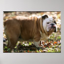 Recherche de mut posters Dog