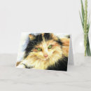 Search for calico cat birthday cards Feline