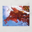 Recherche de quit cartes postales Chute