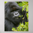 Recherche de ape posters Afrique
