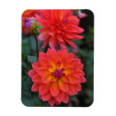 Recherche de fleurs rouges magnets Jardin
