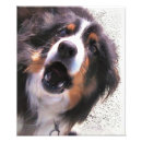 Search for border collie herding dog posters Animal