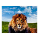 Recherche de roi lion posters Animaux