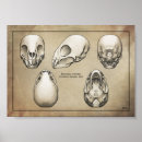 Search for vampire skull art Bat