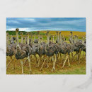 Search for ostrich Gold