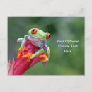Search for frog postcards Nature