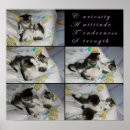 Search for playing posters Cats