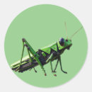 Search for grasshopper stickers Bug