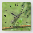 Recherche de libellule horloges Nature
