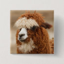 Search for alpaca buttons Animals