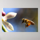 Search for pollinator posters Pollen