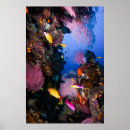 Recherche de great barrier reef posters Coral