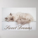 Recherche de persan art Chat
