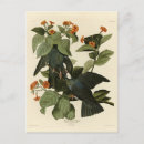 Search for white crown postcards Bird
