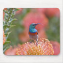 Search for double mousepads Nature