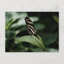 Search for leaf insect postcards Black