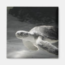 Search for turtle magnets Tropical