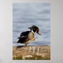 Search for dabble posters Dabbling duck