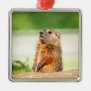 Search for groundhog ornaments Woodchuck
