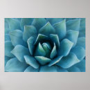 Recherche de agave posters Fleur