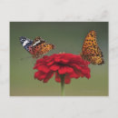 Recherche de papillon fritillaire cartes postales Nature