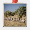 Search for tanzania ornaments Nature