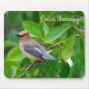 Search for cedar electronics Waxwing