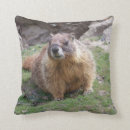 Recherche de marmottes coussins Rongeur