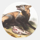 Search for vulpes stickers Wildlife
