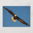 Search for eagle bird postcards Bird of prey