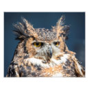 Recherche de corné art Hibou