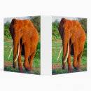 Search for elephant binders Animals