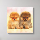 Recherche de pomeranians Chiot mignon