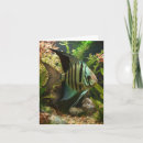 Search for angelfish Underwater