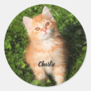 Search for cute kitty cat stickers Friend
