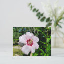 Recherche de hibiscus cartes postales Rose