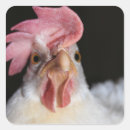 Search for white hen stickers Bird