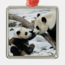 Search for decorative premium ornaments Square