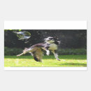 Search for border collie stickers Pet