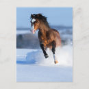 Search for cold weather postcards Animal