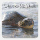 Search for hawaiian sea turtle stickers Ocean