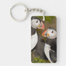 Recherche de puffin porteclés Fratercula arctica