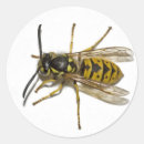 Search for wasp stickers Nature