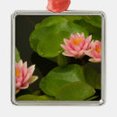Recherche de nénuphar ornements Floraison