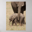 Search for endangered elephant posters Animals