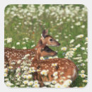 Search for white tail deer stickers Nature
