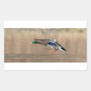 Search for wild duck stickers Water