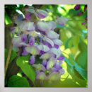 Search for wisteria flowers posters Nature